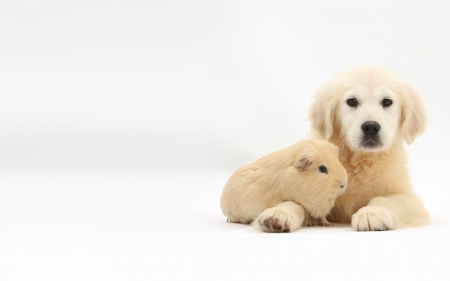 Friends - friend, animal, cute, guinea pig, puppy, white, pet, couple, dog