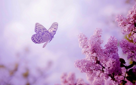 Lilacs and Butterfly - lilacs, purple, butterfly, flowers, spring