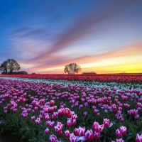 White and Purple Tulips Field