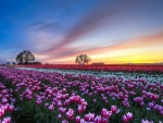 White and Purple Tulips Field