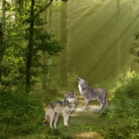 Morning in Wolf Forest