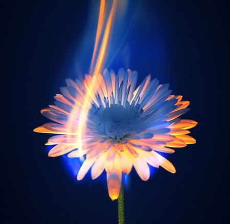 Burning Flower - beauty, art, cool, photography, flowers, fantasy