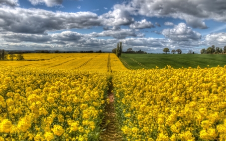 Fields - rapeseed, fields, clouds, spring