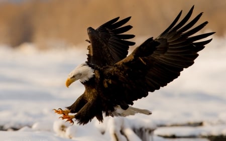 bald eagle - bird, eagle, animal, bald