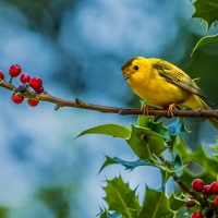 Sweet yellow Bird