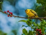 Sweet yellow Bird