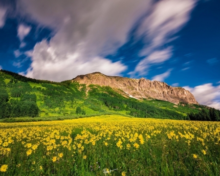 Stunning Mountain Landscape - flowers, clouds, hills, nature, landscape, forest, mountain