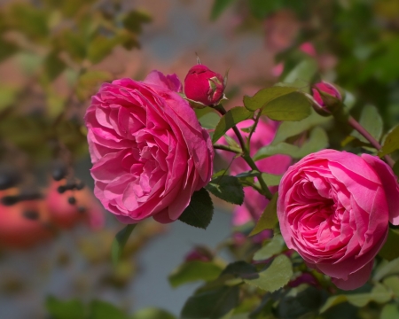 Pink Roses and Buds - flowers, roses, nature, buds, pink