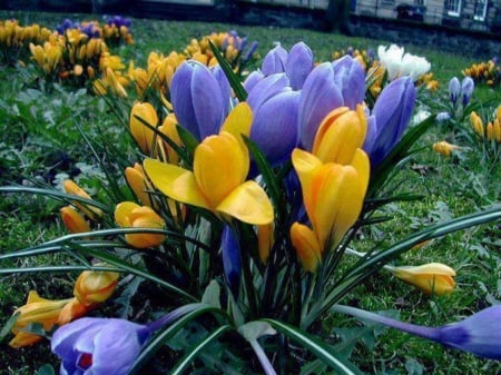 Spring Beauties - flowers, spring, nature, crocus, colorful