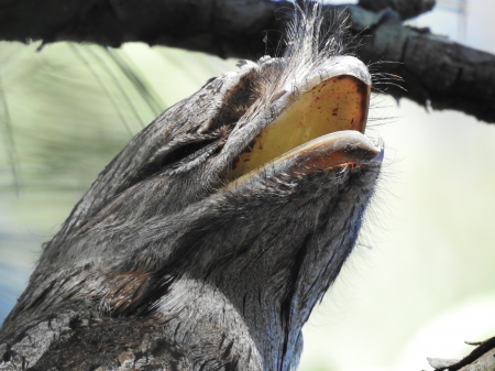 Tawney Frogmouth - australia, brisbane, tawney frogmouth, bird