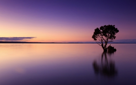 Tree Lake - lakes, reflection, trees, sunset, skies, nature