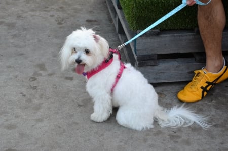 Precious Pup - dog on lead, precious pup, dog, maltese terrier, love, white, small dog, kindness to animals, adorable, little, white dog