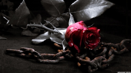 kept rose - rose, flower, leaf, chain