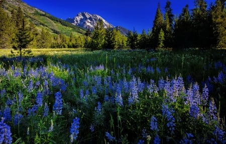 Meadow with blue wildflowers