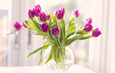 Still Life - pretty, Still Life, Flower, Tulip