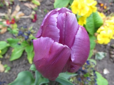 Tulip Head - floral, tulips, blooms, flowers, gardens, plants