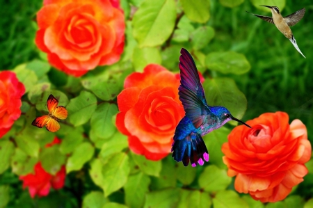 Hummingbirds - blossoms, plants, petals, flowers, spring