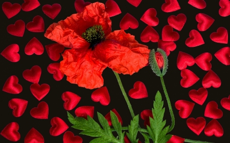 Poppy and hearts