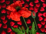 Poppy and hearts