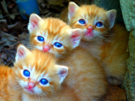 Blue Eyes Kittens - animal, kittens, blue, cute, eyes, cat