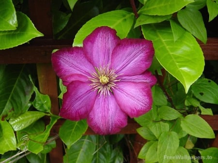 Lovely Clematis - nature, macro, clematis, flower, petals