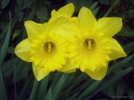 Yellow Beauties - macro, flowers, petals, nature