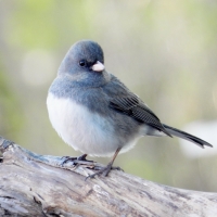 Female Dark-Eyed Junco