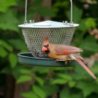 Female Cardinal