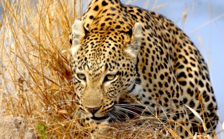 Leopard - hunting, wildlife, predator, cat