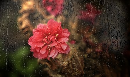 It's raining - drops, flower, water, beautiful