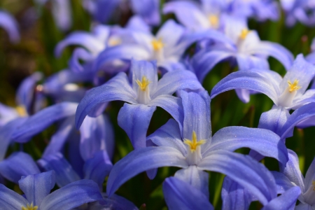 Flowers - amazing, garden, blue, flower