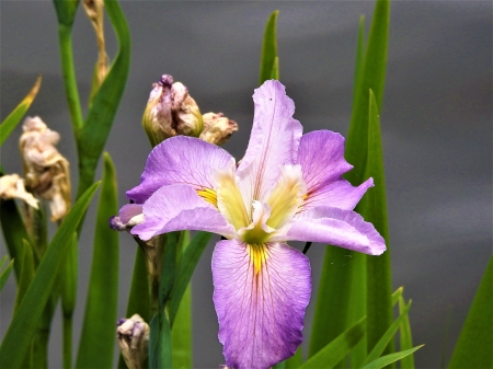 Iris - nature, purple, iris, Roma Street Patkland, flower