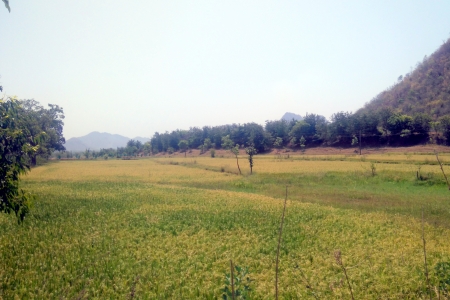 Pdaay field near Hill - hill, paddy, green, tree