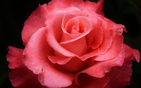 Love - love, rose, red, beautiful