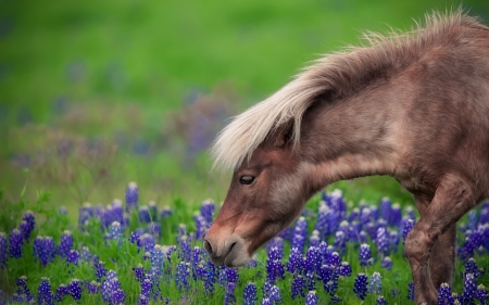 Pony - pony, blue, spring, flower, cal, horse, animal, green, cute, ponei