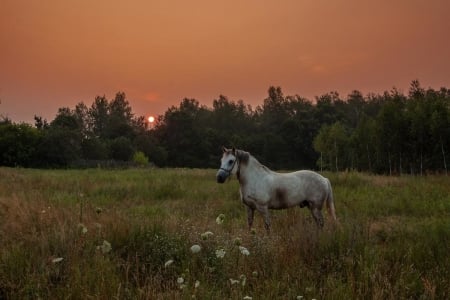 Wild horse at sunset - field, sunset, horse, beautiful