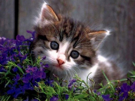 Cute Kitty - kitty, animal, cute, kitten, flowers, cat