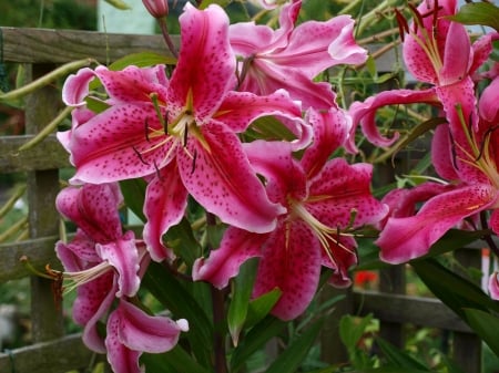 Lovely Oriental Lillies 2016 - Favourite Lillies, Lovely Blooms, Summer Flowers, Bright Lillies