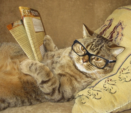 Cat news - creative, cat, fantasy, pisica, animal, newspaper, glasses, paw, funny