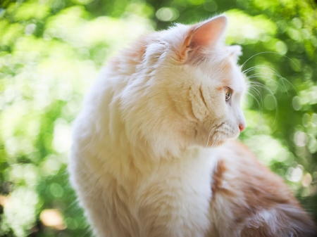 Cat - white, summer, pisica, animal, bokeh, cat, green