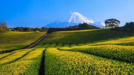 Fuji Tea Fields - fuji, japan, nature, scenery, fields, tea, mountain, japanese