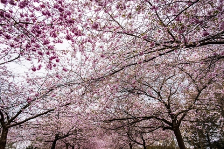 Sakura Scenery - flowers, japan, nature, cherry blossom, sakura, scenery, tree, japanese