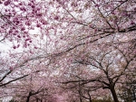 Sakura Scenery