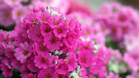 PHLOX - leaves, petals, nature, colors