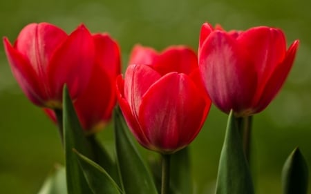 TULIPS - leaves, stems, petals, red