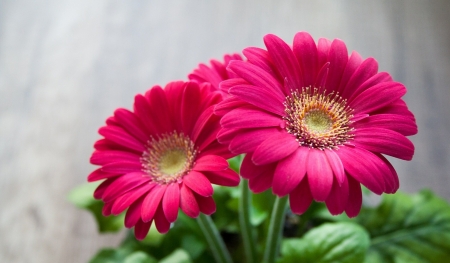 GERBERAS - leaves, colors, stems, petals