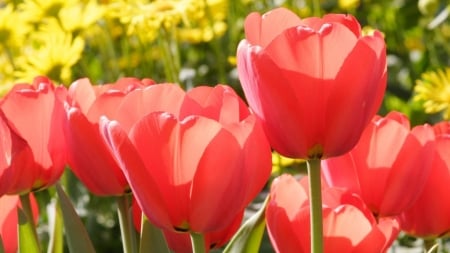 TULIPS - leaves, nature, stems, petals