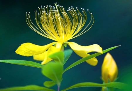 FLOWER - STEM, COLORS, LEAVES, PETALS