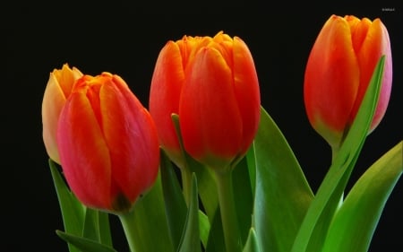 TULIPS - leaves, colors, stems, petals