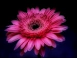 GERBERA